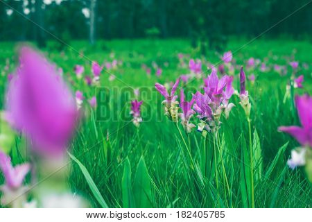 Wallpaper background garden park outdoor flower garden Curcuma sessilis.thailand Tropical forests