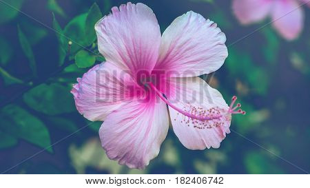 background nature Flower Hibiscus rosa-sinensis L. full flower. Blurred Background