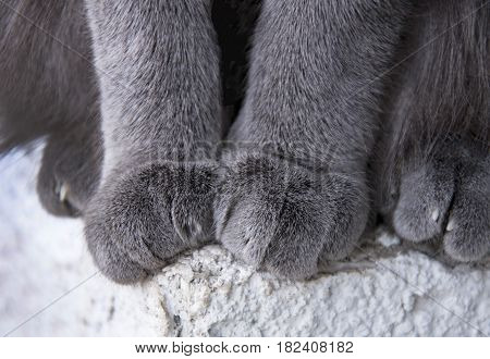 Detail Shot Of Soft Cat Paws While Sitting