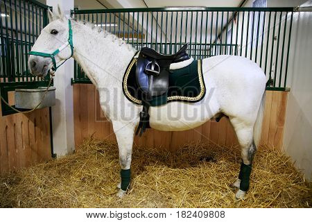 Side view shot of a beautiful purebred lipizzaner in the barn. Beautiful leather saddle for equestrian sports on horseback