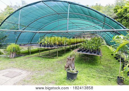 Tree and tropical plant in nursery Martinique