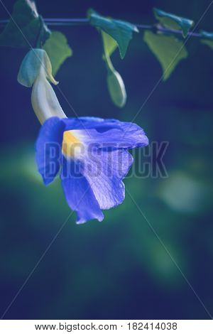 background nature Flower Thunbergia erecta. full flower. Purple flowers