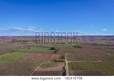 Blossoming peach tree landscape in Aitona a beautiful town in Catalonia Spain. Flowers sprout during the spring and the landscape is transformed. The fields flowered transmit sensations positive and of hope.