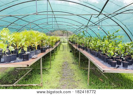 Tree and tropical plant in nursery Martinique