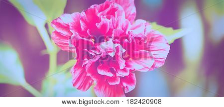 background nature Flower Hibiscus rosa-sinensis L. . full flower. White background