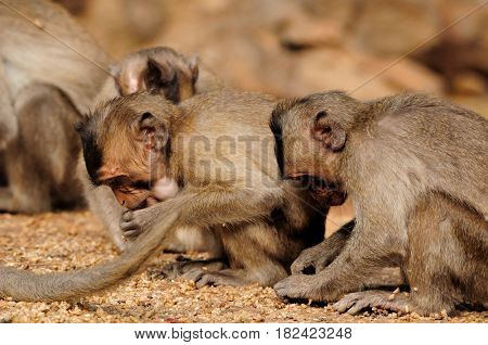 wild rhesus monkeys on Can Gio Island in south Vietnam looking for food.