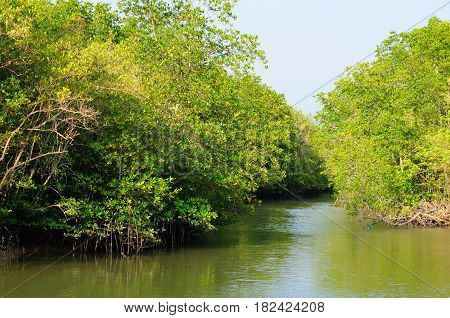 Mangrove plants growing on Can Gio monkey Island in South Vietnam.