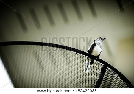 Beautiful black and white bird, male Oriental Magpie Robin (Copsychus saularis)
