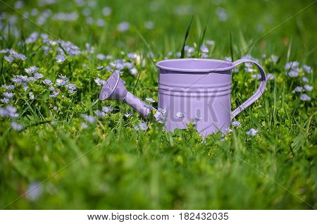Violet Watering Kashpo Of Small Blue Flowers Speedwell Outdoors