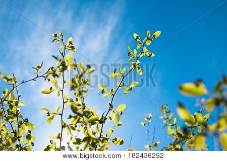 green spring branch on bkue sky background