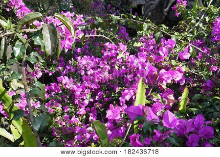 the blossoming  Bougainvillea bush with bright pink colors
