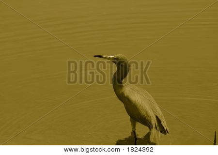 Little Blue Heron sépia