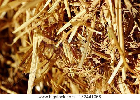 Texture Of Dry Straw. Macro Shot.slective Focus