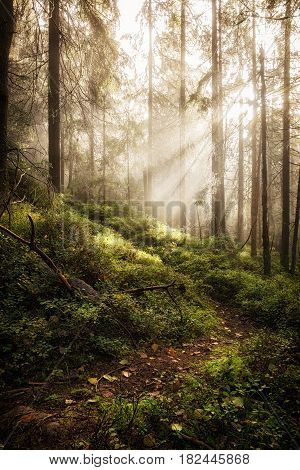 Deep misty wild forest with sun rays.