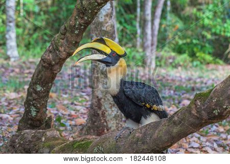 Hornbill On The Tree