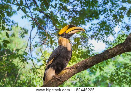 Hornbill On The Tree