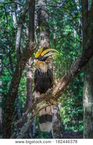 Hornbill On The Tree