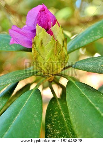 Spring time Rhododendron flower bud just before blooming