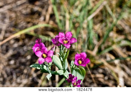 Silene rosa