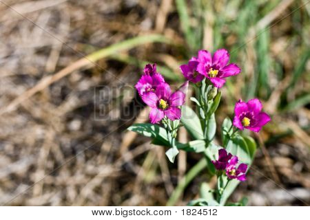 Silene rosa
