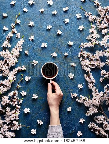 Woman hand hold cup of coffee, spring flowers with branches blossoming apricots on blue concrete background view from above. Flat lay style. Spring mood. Food art. Beautiful breakfast, top view.