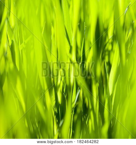 Bright green grass in the sunny day. Close-up.