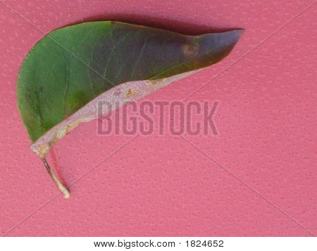 Blatt und Tau