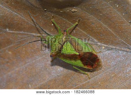Hawthorn Shieldbug