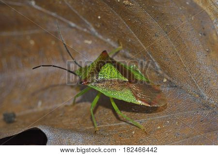 Hawthorn Shieldbug
