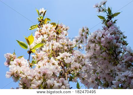 Cherry tree blooming branches against the blue sky background.