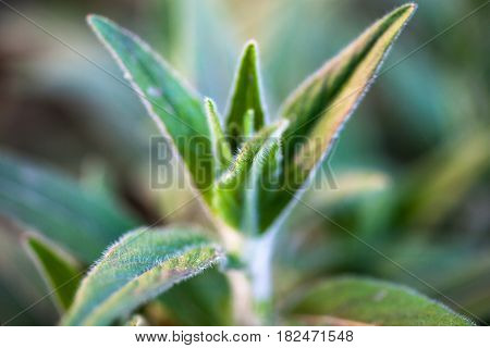 Tender spring plant opening. Hairy stem and leaves. Close-up.