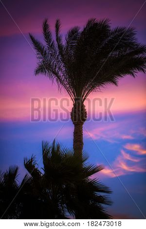 Silhouette of palm trees on tropical sunset.