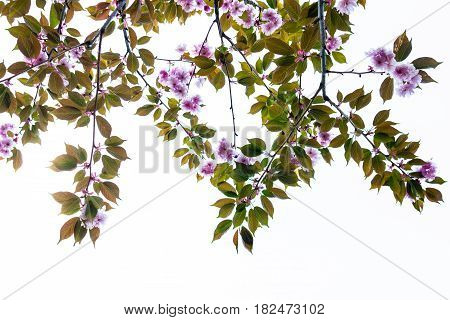 Cherry tree blooming branches against the sky.