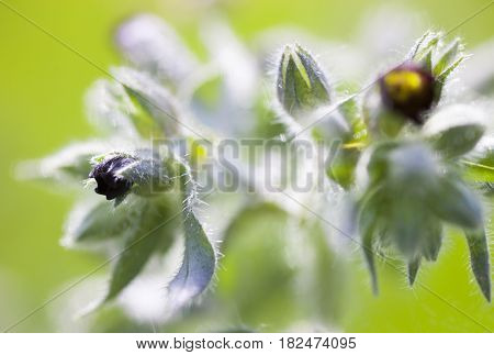 Dark purple nonea (monkswort nonea rossica) flowers. Grayish-green hairy stems leaves and buds. Close-up.