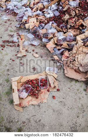 Rotten garden strawberries on the landfill. Plastic containers and cardboard boxes. Pile of garbage.