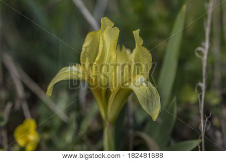 Wild iris flower in Palava area in spring sunny day