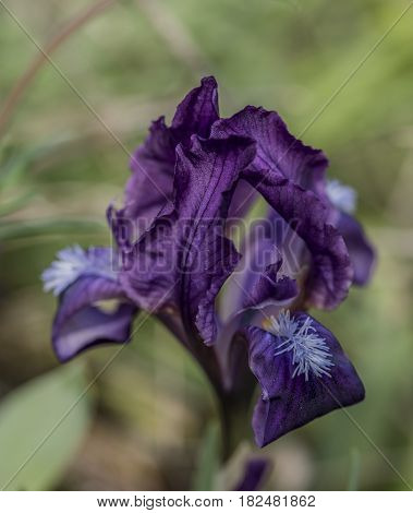 Wild iris flower in Palava area in spring sunny day