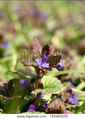 The tiny flower of medical veronica (Veronica officinalis).