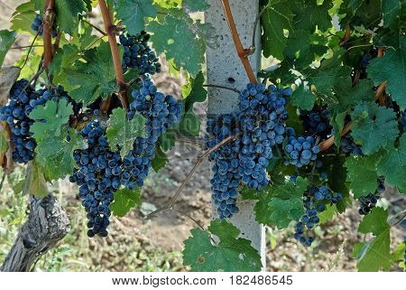 Large and big ripe grapes from old vineyard