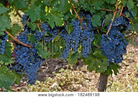 Large and big ripe grapes from old vineyard