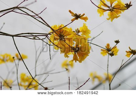 Chrysotricha Flower At Hkust 2017