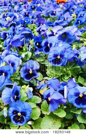 Viola tricolor maceška, záhonu