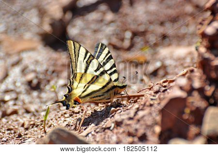 Iphiclides podalirius on the ground. Scarce Swallowtail butterfly taking minerals from ground