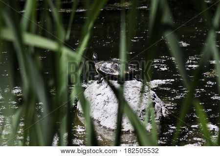 Landscape view of a large turtle on a rock in the middle of a small lake in the Nature Park, Laval, Quebec on a sunny day in June.
