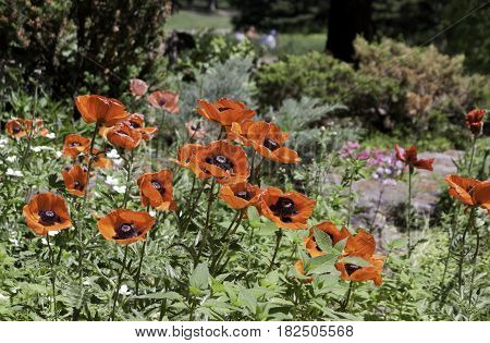 Wide view of a bed of red flowers with brown centers near a walking path in the Nature Park, Laval, Quebec on a sunny day in June.