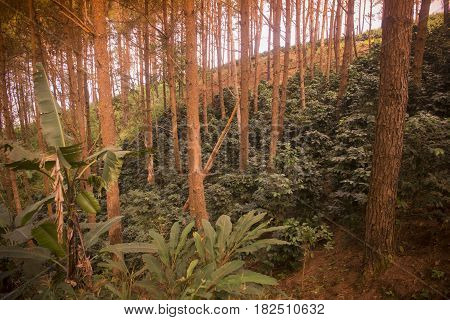 Thailand Chiang Rai Doi Tung Coffee Plantation