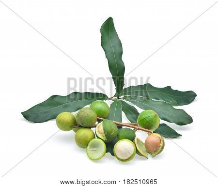 Macadamia with leaves isolated on white background