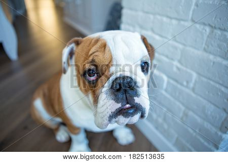 English bulldog in stylish home enjoying life.