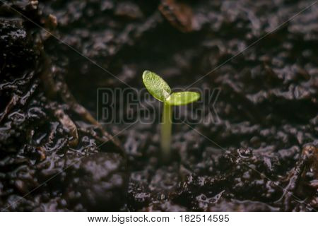 Macro shot of a young sprout and soil