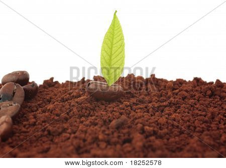 Concept van koffie korrels